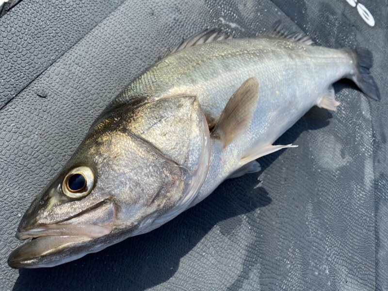 スズキ おさかな図鑑